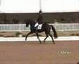 Equestrian Video!