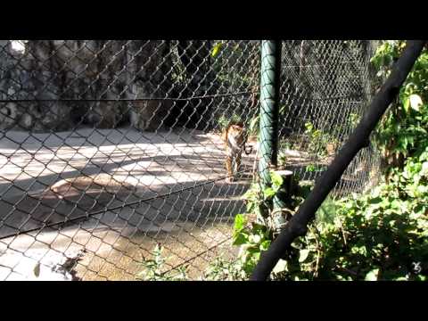 tiger