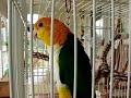 Caique Parrot Whistling