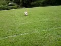 Freddie the dog Beckett Gabapentin