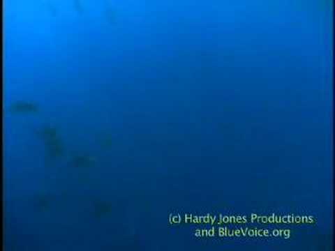 Humpbacks Mating Near Moorea