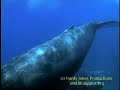 Humpbacks Mating Near Moorea