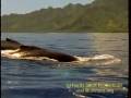 Humpbacks Mating Near Moorea