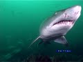Squids and Predators -- Chokka Run - Squids Run Squids and Predators -- Chokka Run - Squids Run