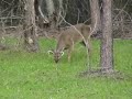Oh Deer Deer Oh Deer Deer
