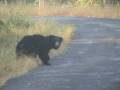 videos de Sloth Bear_Tadoba