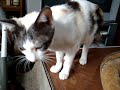 うちのタマ知りませんか
