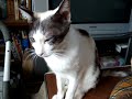 うちのタマ知りませんか