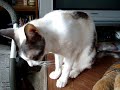 うちのタマ知りませんか