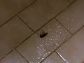Kakkerlak doodgespoten Kakkerlak doodgespoten