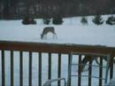 Deer Story Deer Story