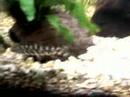 aquario 200lt plantado ~/ thiago miguel 