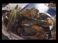 Belangkas Mahkota