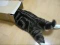 Maru the Cat - loves...