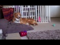 Motley Home Alone Speeded Up Motley behaving fabulously when left alone!