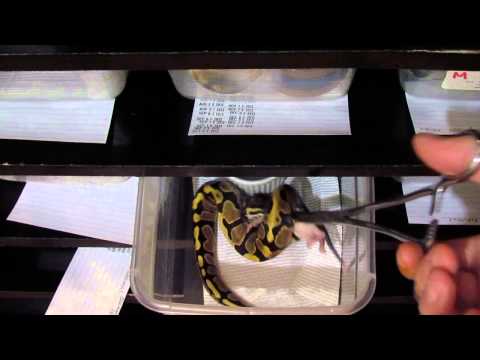 how to care for a baby ball python