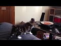 chat spiderman
