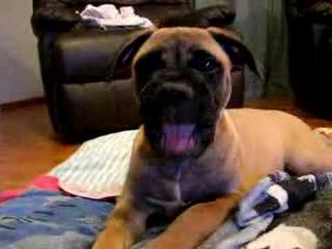 bullmastiff