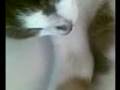 jac Snoring