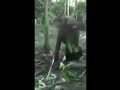 Elephant Hits man with techno slap