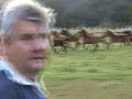 Arabian Horses