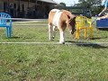 Jenny Jumping
