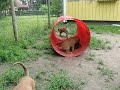 Boxervalpar busar - Boxer puppies at play Boxervalpar busar - Boxer puppies at play