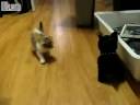 Kitten vs. Robot Dog Kitten vs. Robot Dog