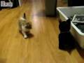 videos de Kitten vs. Robot Dog