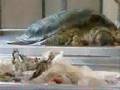 videos de Comercial ASPG.wmv