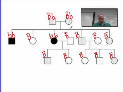 how to determine genotype