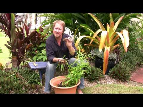 how to replant ginger