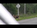 Moose near miss