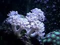my reef