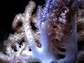 my reef