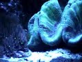 my reef