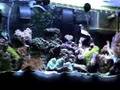 My Reef