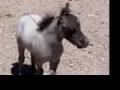 Miniture bebe ponies!~cuppy cake song!