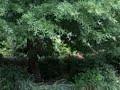 Madison Woods Kennesaw