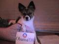 Obama-Puppy