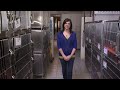 Click here to watch this video Humane Society of Southwestern Michigan