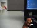 Humping Dog