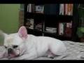 Bulldog Francés video