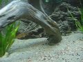 tanganyikan kigoma cyp tank tanganyikan kigoma cyp tank