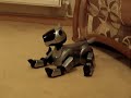ERS 210, Aibo beim spielen