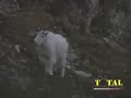 Mountain Goat Hunting British Columbia
