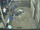 Buggsy Foaling Splash