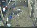 Buggsy Foaling Splash