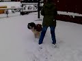 St Bernard in the snow