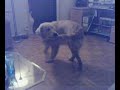 crazy dog crazy dog